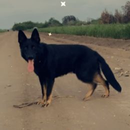 Owen - German Shepherd