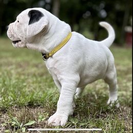 American Bulldog Puppies from Genesis American Bulldogs