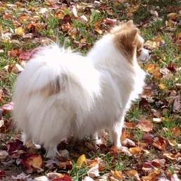 Hope - Pomeranian