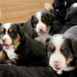 Bernese Mountain Dog Puppies from Cocos Puppy Tales