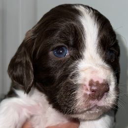 Girl 1 - English Springer Spaniel puppy from Waterworks Springers