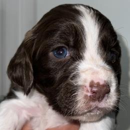Girl 1 - English Springer Spaniel puppy from Waterworks Springers
