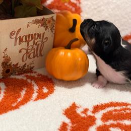 Salem - Black and tan male Chihuahua puppy in Seneca, Missouri from Stephanie’s Puppy Colony
