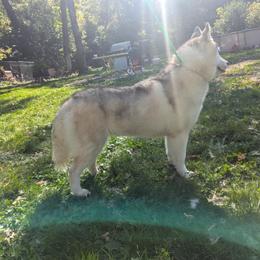 Versace - Siberian Husky