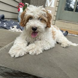 Goldendoodle Puppies from Lynn Fontaine