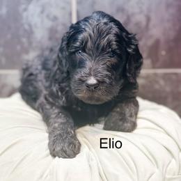 Elio - Phantom male Goldendoodle puppy in Pasco, Washington from Camp Doodle Woods