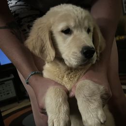 Golden Retriever and Labrador Retriever Puppies from Storm Chasers Retrievers