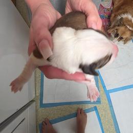 Mabel - Sable female Pembroke Welsh Corgi puppy in Atascadero, California from California Corgis and Kunes