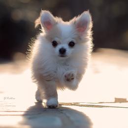 Chihuahua Puppies from DiLusso Chihuahuas
