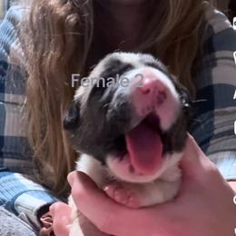 Female 2 - Biscuit and white female Anatolian Shepherd Dog puppy in Daggett, Michigan from T&S Anatolians