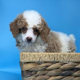 Cranberry - Parti female Poodle puppy in Greeneville, Tennessee from Smokey Mountain Sheepadoodles