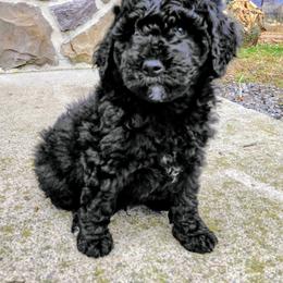 Junior - Black male Assorted Doodle Crosses puppy in Lewistown, Pennsylvania from Southern Star Goldendoodles