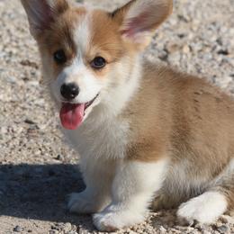 Doc - Sable male Pembroke Welsh Corgi puppy in West, Texas from Rustic Spur Kennel