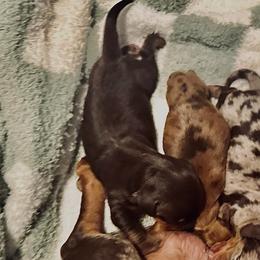 Guinness - Chocolate and tan male Dachshund puppy in Fontana, California from DOXI.E.