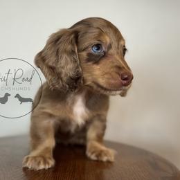 Boy 5 - Dapple male Dachshund puppy in Town Creek, Alabama from Dirt Road Dachshunds