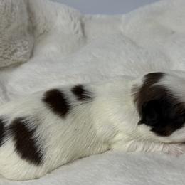 Boy 1 - Red and white male Shih Tzu puppy in New York, New York from Falling Star