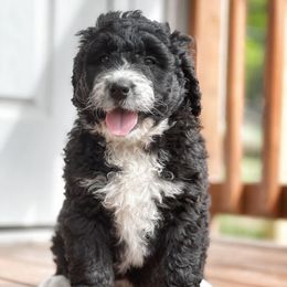 Bordoodles and Poodles from Hillside Farm