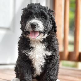Bordoodles and Poodles from Hillside Farm