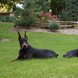 Doberman Pinscher Puppies from Laurel Vail