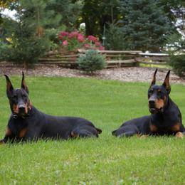Doberman Pinscher Puppies from Laurel Vail