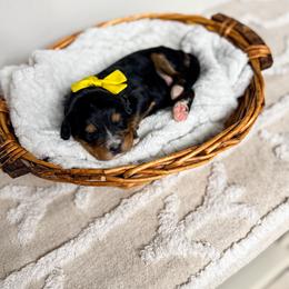 Adelaide - Tri-color female Bernedoodle puppy in West Haven, Utah from Split Mountain Doodles