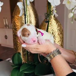 Pink - Parti female Goldendoodle puppy in Miami, Florida from GoldStar Doodles USA