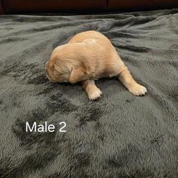 Boy 2 - Golden male Golden Retriever puppy in Festus, Missouri from Davis's Golden Retrievers