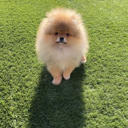 Teddy - Orange sable male Pomeranian puppy in Hot Springs, Arkansas from Pomeranian Empire