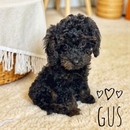Gus - Phantom male Poodle puppy in Warrensburg, Missouri from Supreme Doodles