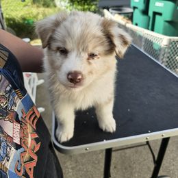 Australian Shepherd Puppies from Starlit Grove Australian Shepherds