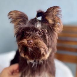 Lula  2.5 pound - Chocolate, tan and white female Yorkshire Terrier puppy in Fort Myers, Florida from Katherine’s Yorkies and Poodles