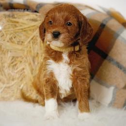 Bones - Apricot female Goldendoodle puppy in Mendon, Massachusetts from Comfort & Cuddle Co