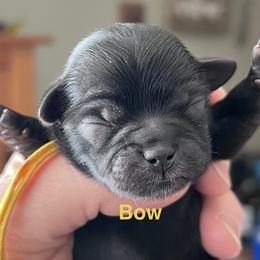 Bow - Black and white male Shih Tzu puppy in Bloomfield, Indiana from Meihem Pups