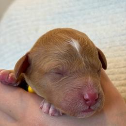 Yellow Boy - Red  male Goldendoodle puppy in Meridian, Idaho from Table Rock Legacy Doodles