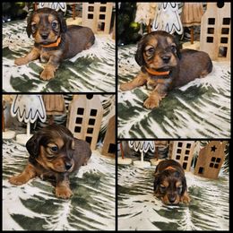 Orange Girl - Red female Dachshund puppy in Panama City Fl, Florida from Southern Bliss Doxies