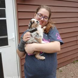 Miniature Australian Shepherd and Toy Australian Shepherd Puppies from Son Shine Farm
