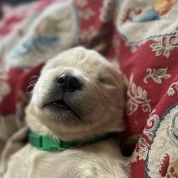 Golden Retriever and Labrador Retriever Puppies from Storm Chasers Retrievers