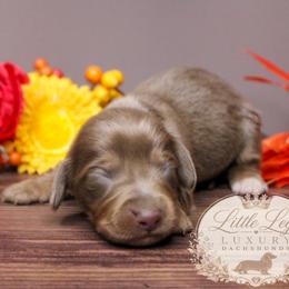 AKC Eclipse - Fawn (isabella) and tan male Dachshund puppy in Christiansburg, Virginia from Little Legs Luxury Dachshunds LLC