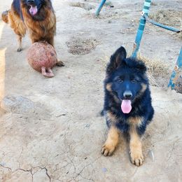 German Shepherd Puppies from H German Shepherds