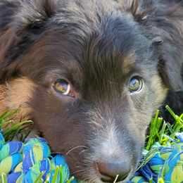 Australian Shepherds from RanchHauss Aussies