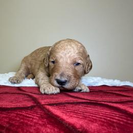 Max - Red  male Goldendoodle puppy in Woodburn, Indiana from Lengachers Cuddly Doods
