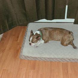 Boston Terriers from Kim's Boston Terriers