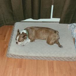 Boston Terriers from Kim's Boston Terriers