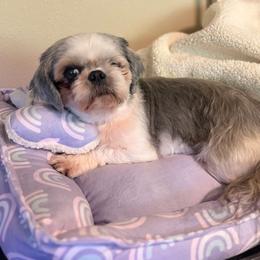 Faith - Silver and white female Shih Tzu puppy in Tacoma, Washington from Alki Stars Shih Tzu