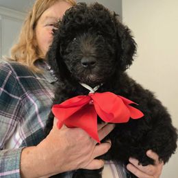 Pumpkin - Black male Poodle puppy in Calvert City, Kentucky from Pawpaws Doodles
