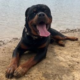 Blu - Rottweiler