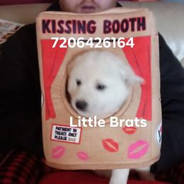 Frost - Cream male Shiba Inu puppy in Colorado Springs, Colorado from Little Brats
