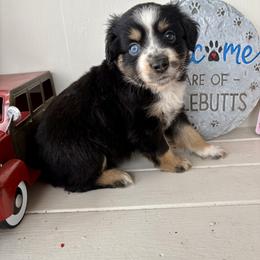 Claus - Black tri male Miniature Australian Shepherd puppy in Nashville, Tennessee from Little B’s Aussies