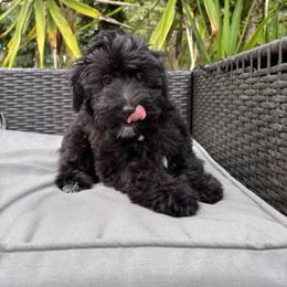 Lucy - Black and white female Bernedoodle puppy in Gainesville, Florida from Pet Inn Xxweetdoodles