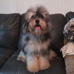 Terry - Aussiedoodle